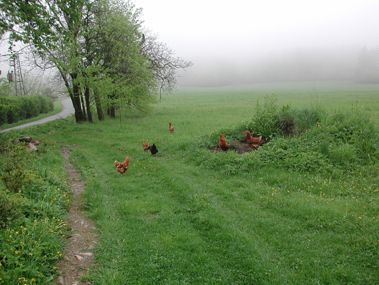 Chickens at Jana's.jpg 496.9K